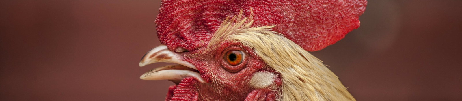 Why is Chicken so Popular in Kitchen?